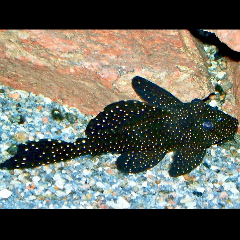 Leporacanthicus galaxias L340 M